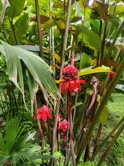 Etlingera elatior