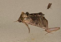 Abrostola tripartita