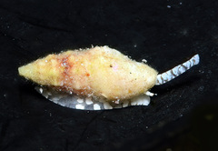 Eucithara