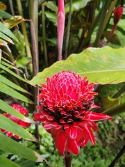 Etlingera elatior