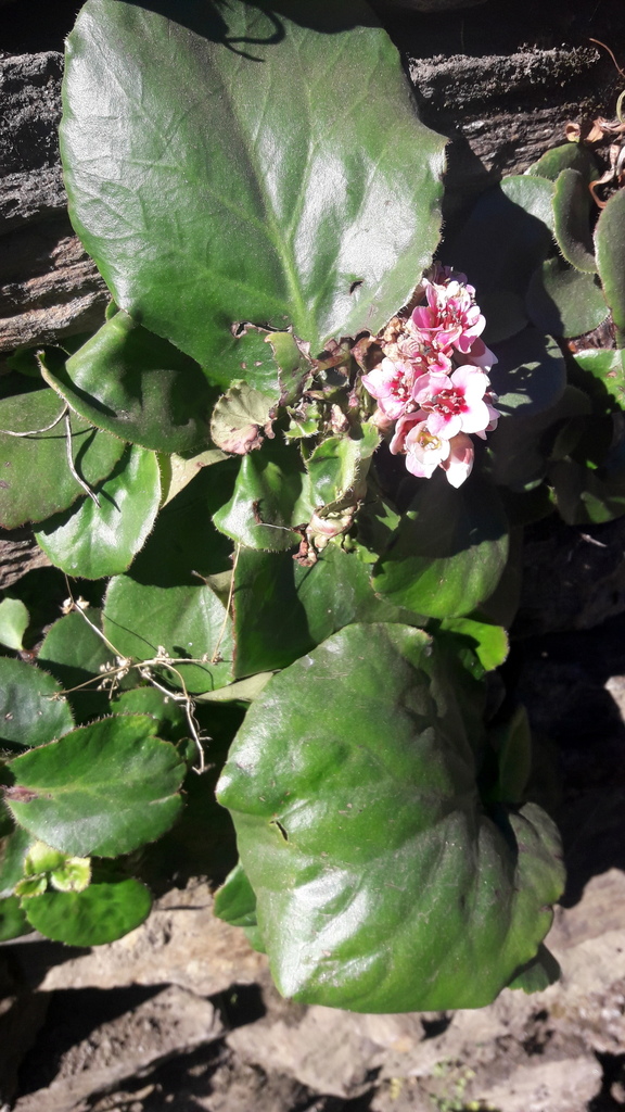 Chinese Bergenia