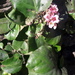 Chinese Bergenia - Photo (c) Yaling Lin, some rights reserved (CC BY-NC), uploaded by Yaling Lin