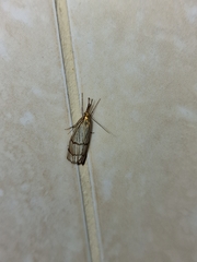 Chrysocrambus linetella