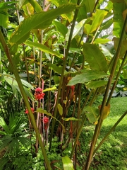 Etlingera elatior