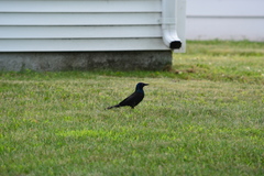 Quiscalus quiscula versicolor