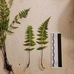 Cystopteris laurentiana