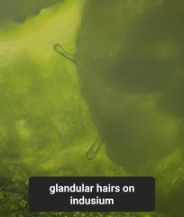 Cystopteris laurentiana