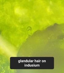 Cystopteris laurentiana