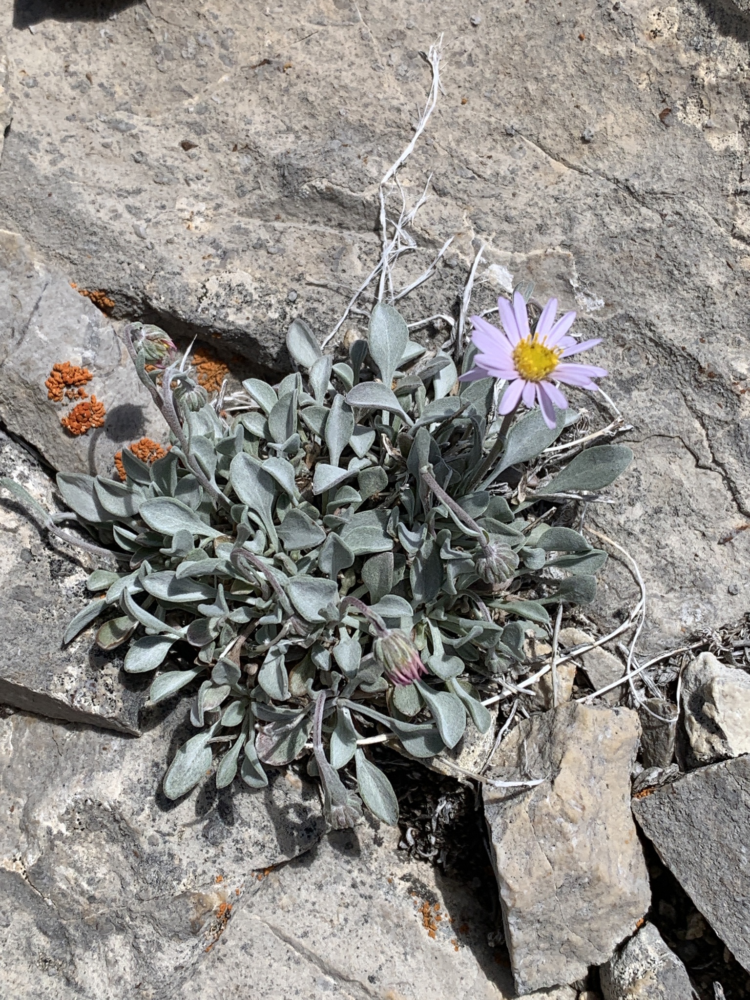 Erigeron tweedyi