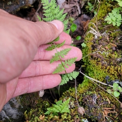 Cystopteris laurentiana
