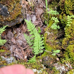 Cystopteris laurentiana