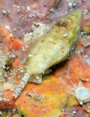 Eucithara
