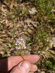 Plectritis ciliosa