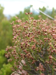 Erica physantha