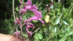 Fridericia floribunda