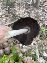 Coprinopsis