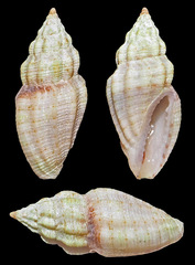 Eucithara