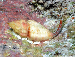 Eucithara