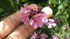 Fridericia floribunda