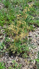 Trinia multicaulis