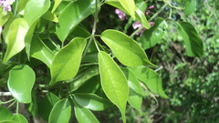 Fridericia floribunda