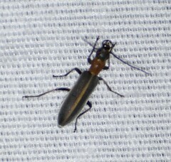 Oxacis cana