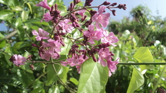 Fridericia floribunda