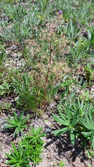 Trinia multicaulis