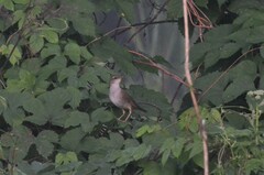 Helopsaltes fasciolatus