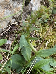 Dactylorhiza viridis