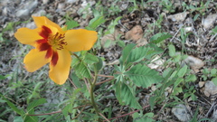 Cochlospermum wrightii