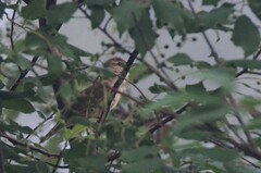 Helopsaltes fasciolatus