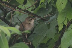 Helopsaltes fasciolatus