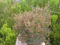 Erica physantha