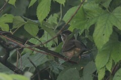 Helopsaltes fasciolatus