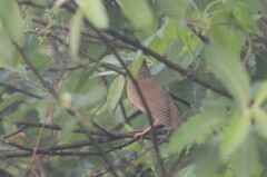 Helopsaltes fasciolatus