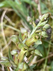 Dactylorhiza viridis