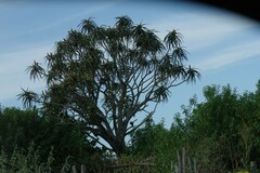 Aloidendron barberae