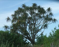 Aloidendron barberae