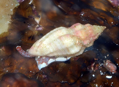 Eucithara