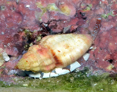Eucithara