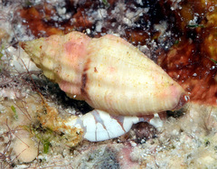 Eucithara