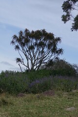 Aloidendron barberae