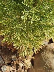 Apiaceae
