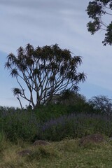 Aloidendron barberae