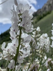 Astragalus terminalis