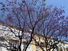 Jacaranda copaia