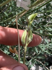 Astragalus terminalis
