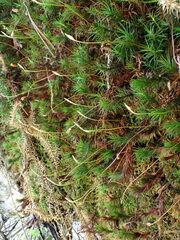 Polytrichum pallidisetum