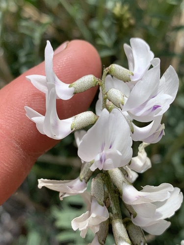 railhead milkvetch (Astragalus terminalis)